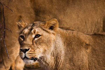 Fototapeta na wymiar look of a predator is a lioness with clear eyes.