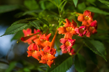 Orange trumpet creeper or trumpet vine (Campsis radicans, Bignonia radicans, Tecoma radicans) showing flowers and leaves, Kenya, East Africa
