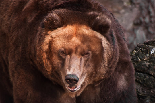  big head of a huge brown bear