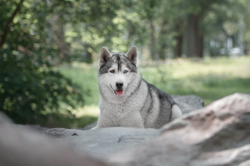 Siberian Husky on stone