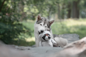 Siberian Husky with a toy