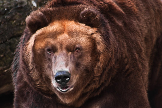 big head of a huge brown bear