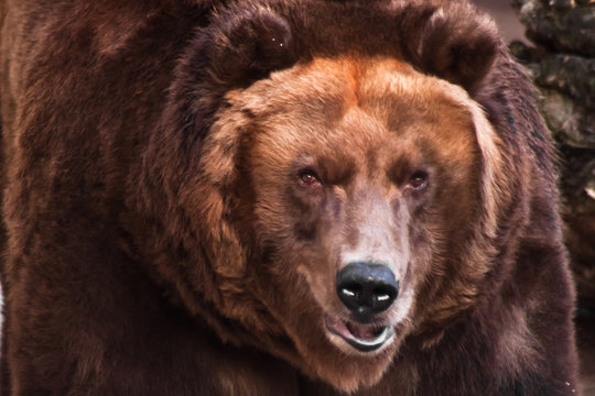  big head of a huge brown bear