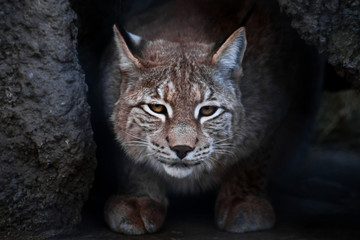 Lynx is a big wild cat ironically looking, dark background