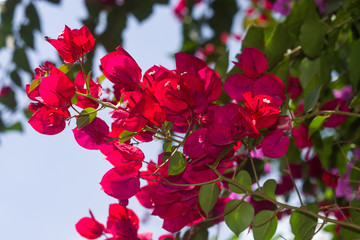 Obraz na płótnie Canvas Red Bougainvillea spectabilis plant showing flowers and leaves, Kenya, East Africa