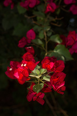 Red Bougainvillea spectabilis plant showing flowers and leaves, Kenya, East Africa