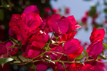 Red Bougainvillea spectabilis plant showing flowers and leaves, Kenya, East Africa
