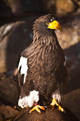 The eagle with a huge beak and