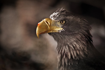 eagle with a yellow beak, a stern look, red drops of prey blood on its beak.