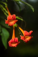 Orange trumpet creeper or trumpet vine (Campsis radicans, Bignonia radicans, Tecoma radicans) showing flowers and leaves, Kenya, East Africa