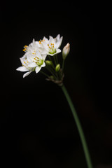Fototapeta na wymiar Nothoscordum borbonicum or honeybells flowers in bloom against a dark background