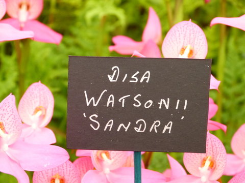 Disa Watsonii Sandra sign