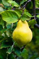 Ripe Quince (Cydonia oblonga) fruit growing on a tree branch during late Summer in the UK