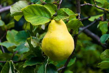 Ripe Quince (Cydonia oblonga) fruit growing on a tree branch during late Summer in the UK