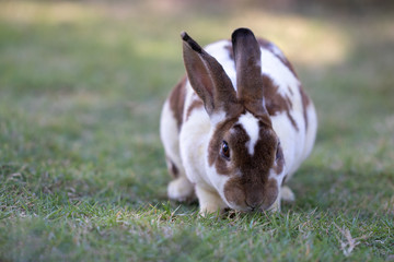 Portrait of little white and brown rabbit on green lawn and eating grass at local farm. Soft focus and blur. Copy space.