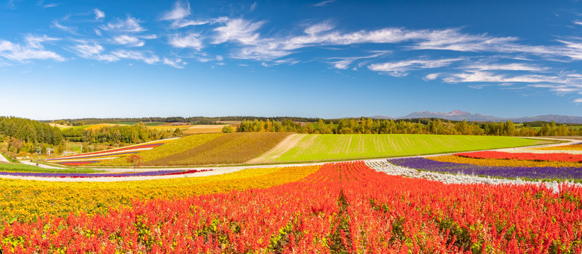 北海道 美瑛町 四季彩の丘 展望花畑
