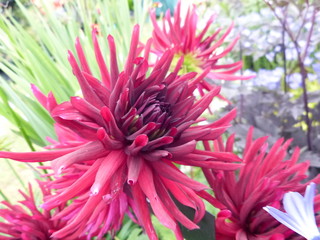 bee balm flower