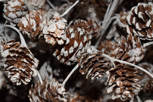 Christmas cones uder the snow