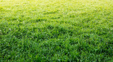 idyllic field landscape with grass