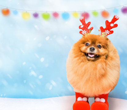 funny dog with Сhristmas decoration