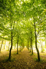 Fototapeta premium forest pathway