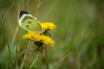 butterfly on flower