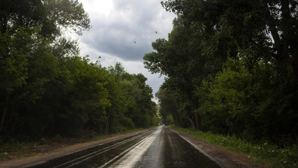 road in the forest