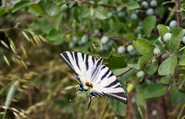 Beautiful white butterfly on a green twig