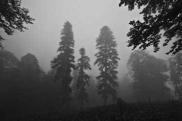 three spruce trees. Misty forest in the legendary ancient Greek Colchis, Caucasus,