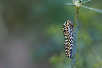 caterpillar on a leaf