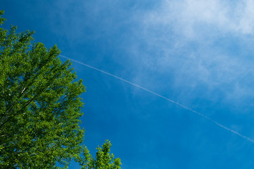 Obraz premium tree in the sky