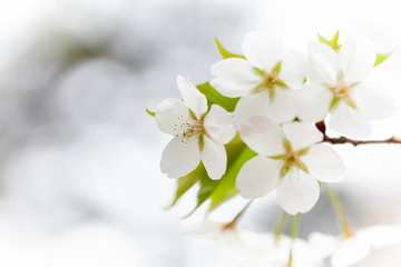 White cherry blossoms bloom in spring