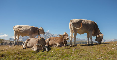 Some young cows resting over an alpine pasture in Dolomites