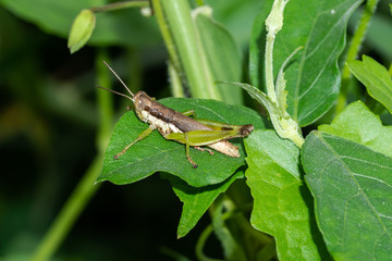 Meadow grasshopper, grasshopper