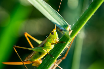 Meadow grasshopper, grasshopper