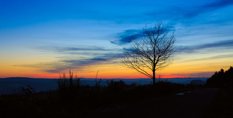 Fototapeta na wymiar Sunset under the trees. Nature sunset background.