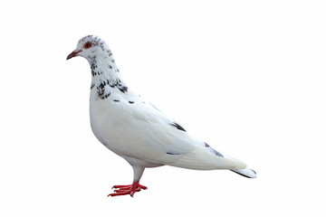 Pigeon isolated on white background 