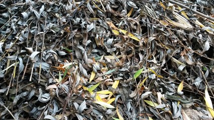 Heap of dry leaves