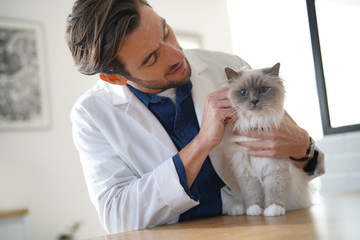 Handsome vet looking at beautiful cat in vetinarian clinic - obrazy, fototapety, plakaty