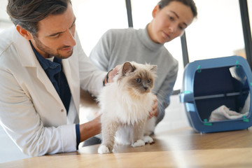 Handsome vet looking at beautiful cat in clinic with owner