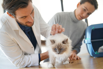 Handsome vet looking at beautiful cat in clinic with owner