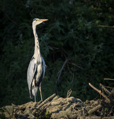 Heron