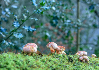 mushrooms