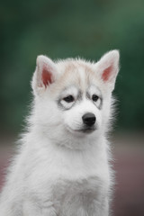 Puppy Siberian husky portret