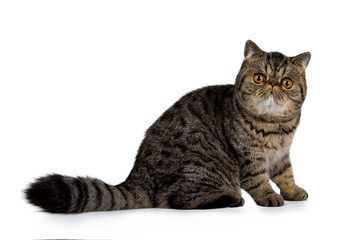 Adorable black tabby Exotic Shorthair cat kitten, sitting side ways with tail behind body. Looking at camera with big round orange eyes. Isolated on a white background. 