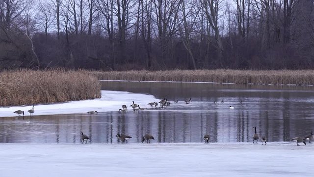 Canada geese and bufflehead ducks overwintering in half frozen marsh pond in Whitby, Ontario, Canada