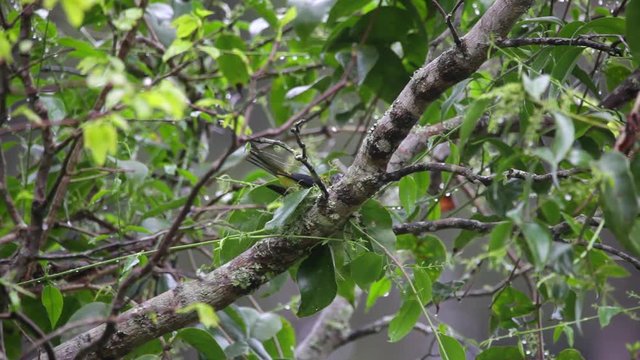 Swallow-tailed Cotinga perched on a branch scene. The bird is in the nest and looks around. Another bird lays on the branch carrying a branch in its beak. Video recorded in Southeast of Brazil. Atlant