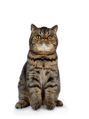 Adorable black tabby Exotic Shorthair cat kitten, sitting facing frontt ready to jump. Looking up with big round orange eyes. Isolated on a white background. 