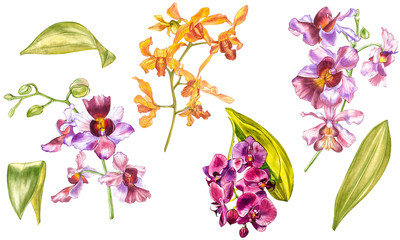 Watercolor orchid branch, hand drawn floral illustration isolated on a white background. Flora watercolor illustration, botanical painting, hand drawing.