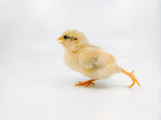 cute little  yellow baby chick 